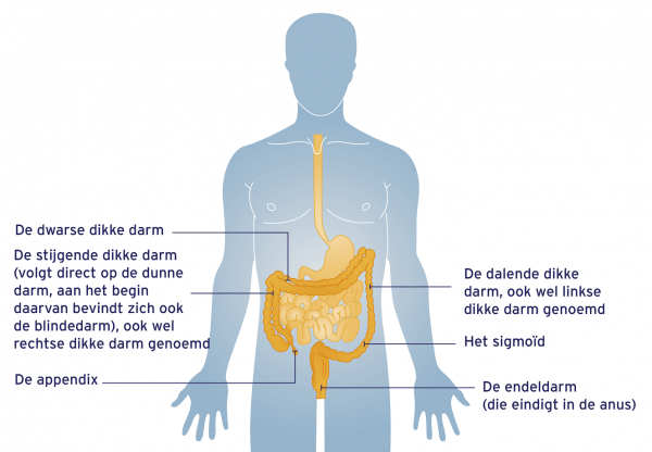 Soorten darmkanker en anatomie - Stichting tegen Kanker