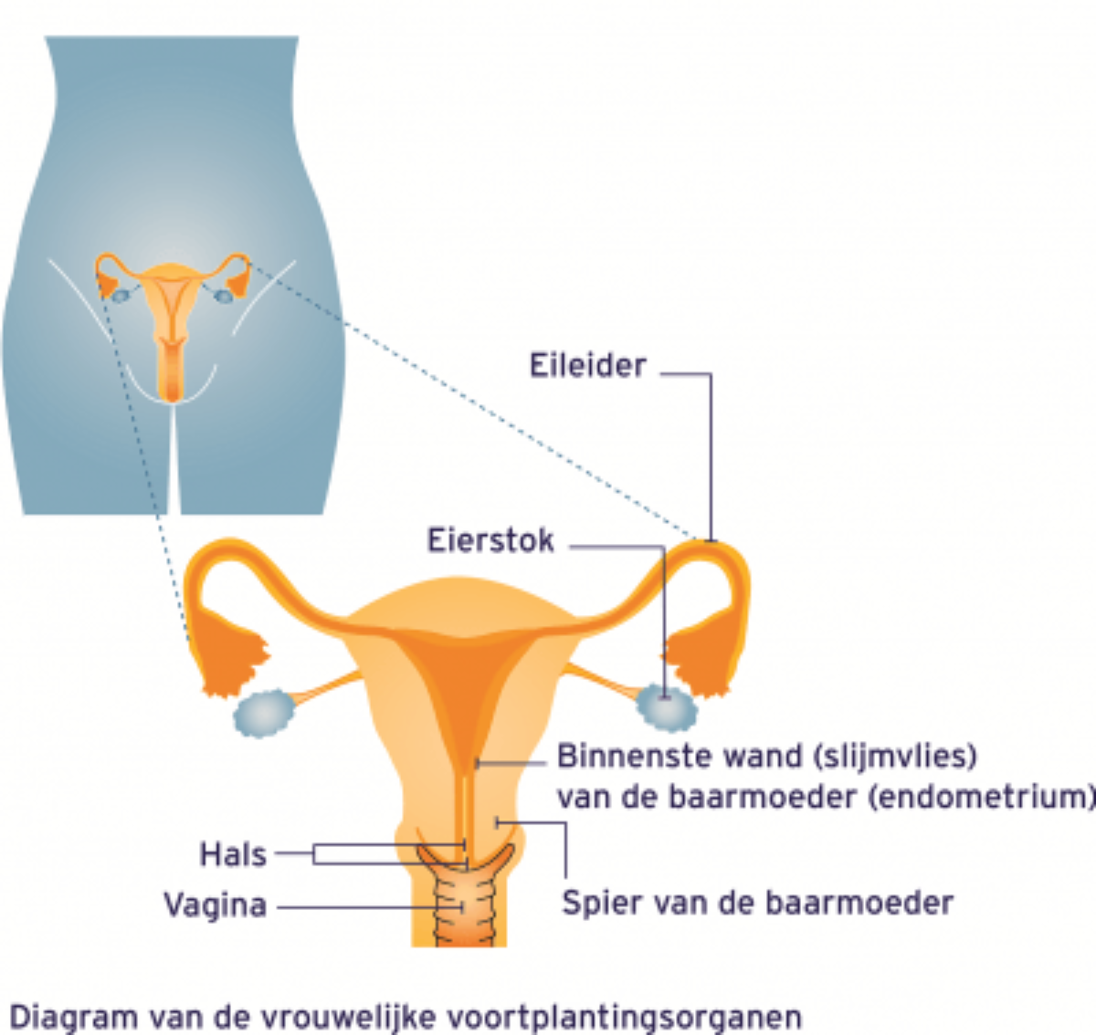 Anatomie van de baarmoeder