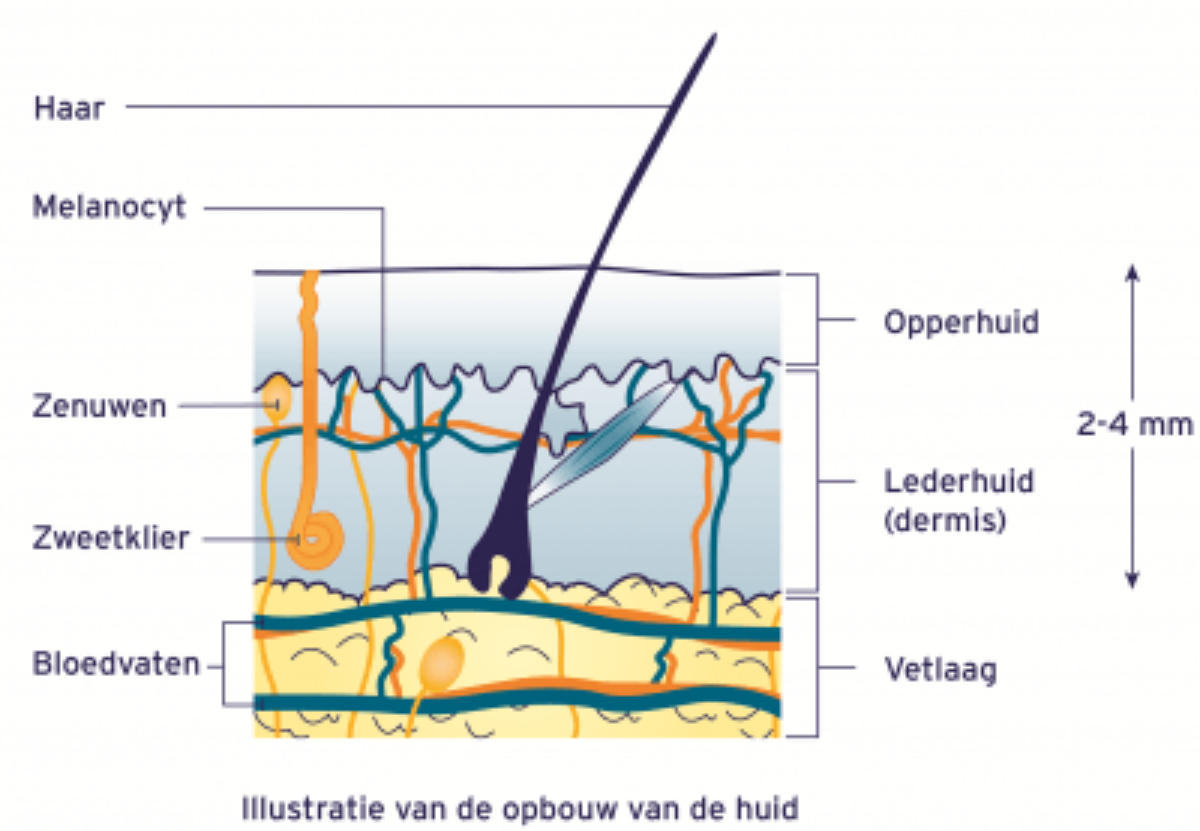 Anatomie van de huid